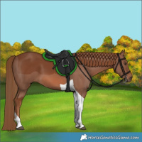 Horse Color:Chestnut Tobiano