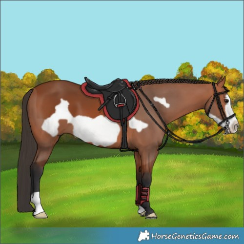 Horse Color:Bay Frame