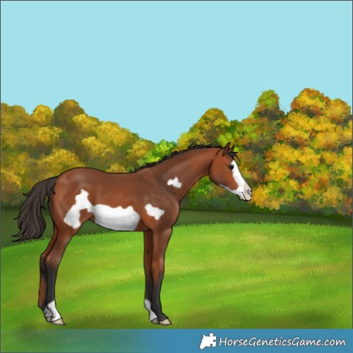 Horse Color:Bay Frame 