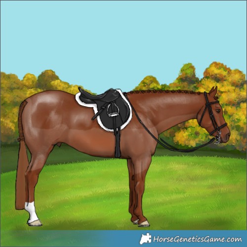Horse Color:Chestnut 