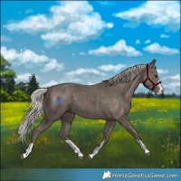 Horse Color:Silver Black 