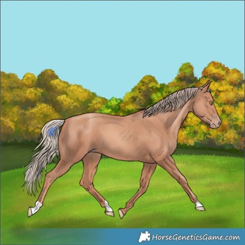 Horse Color:Gold Champagne 