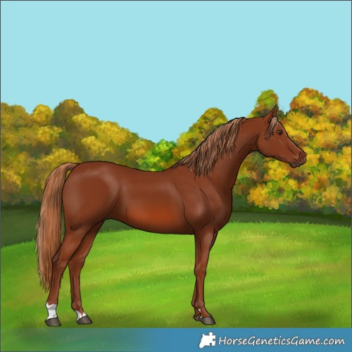 Horse Color:Chestnut 