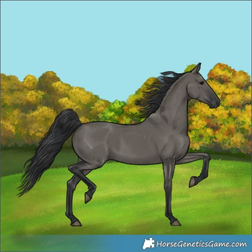 Horse Color:Grullo Rabicano 