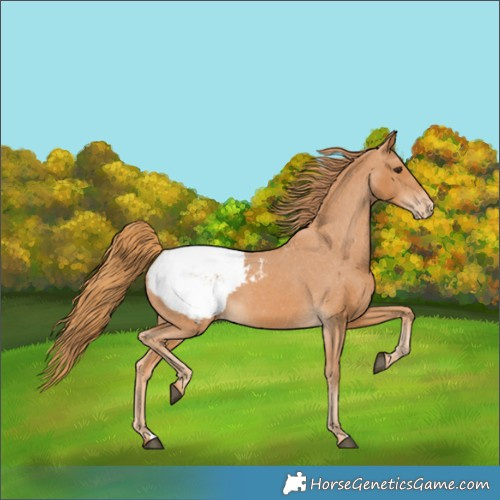 Horse Color:Chestnut Appaloosa 