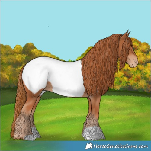 Horse Color:Chestnut Appaloosa 