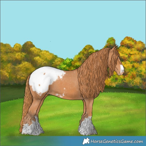 Horse Color:Chestnut Appaloosa 