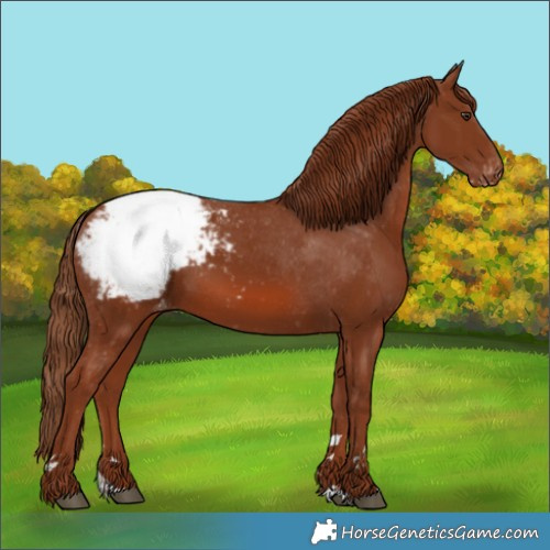 Horse Color:Chestnut Appaloosa