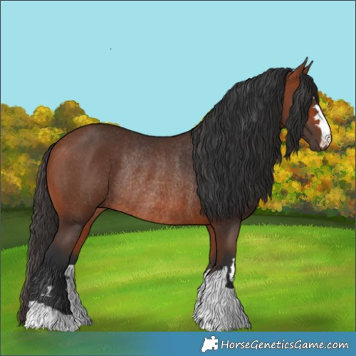 Horse Color:Bay Rabicano 