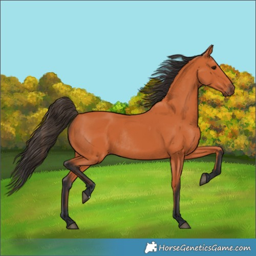 Horse Color:Bay Rabicano 