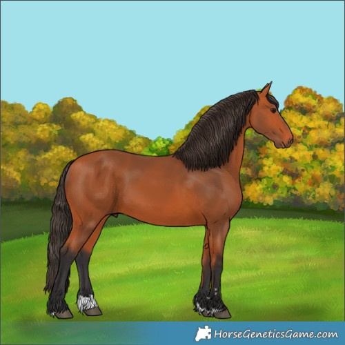 Horse Color:Bay Rabicano 