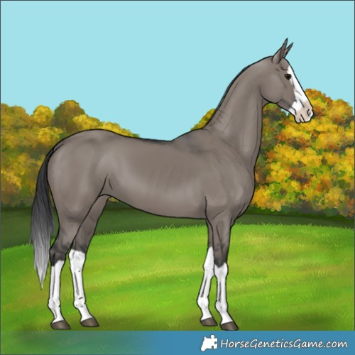 Horse Color:Grullo Splash 