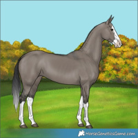 Horse Color:Grullo Splash
