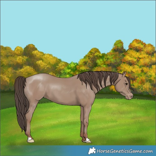Horse Color:Classic Champagne Appaloosa