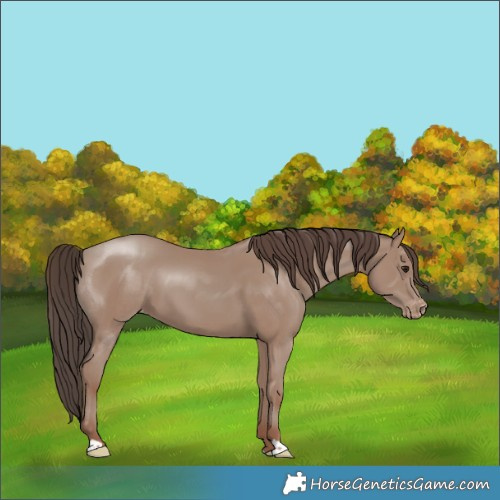 Horse Color:Classic Champagne Appaloosa 