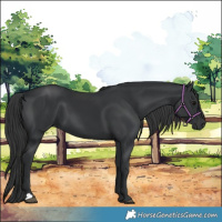 Horse Color:Black 