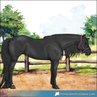 Horse Color:Black 