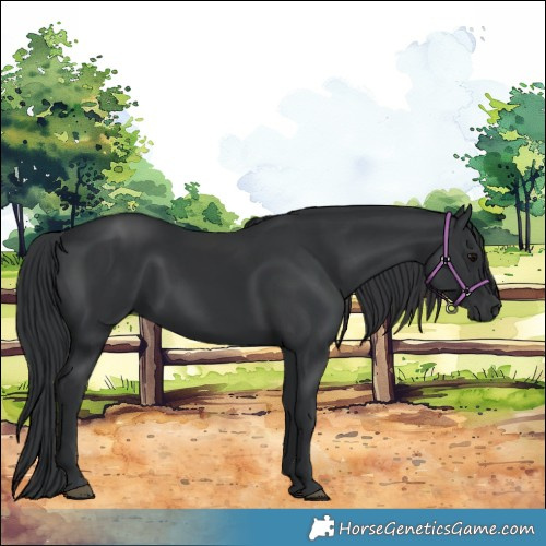 Horse Color:Black 