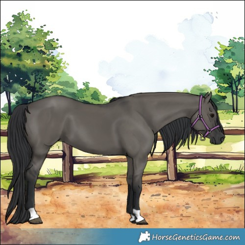 Horse Color:Grullo 
