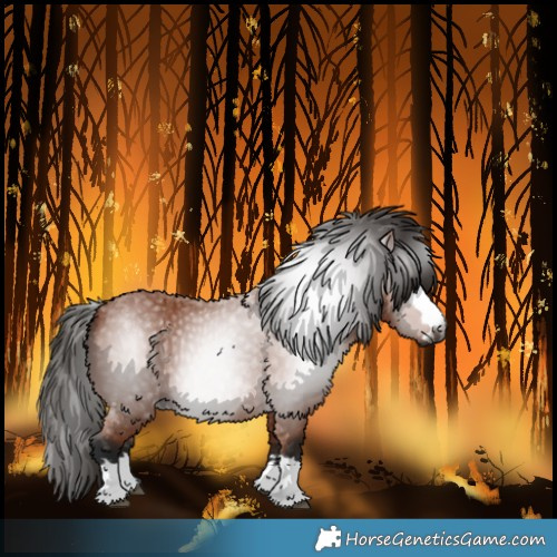 Horse Color:Gray Bay 