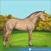 Horse Color:Red Dun