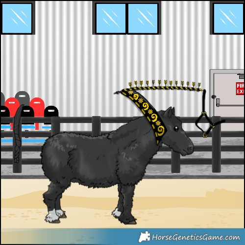Horse Color:Black 