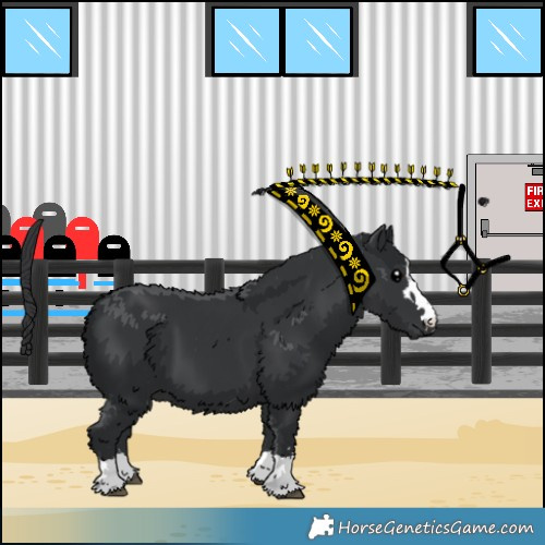 Horse Color:Black 