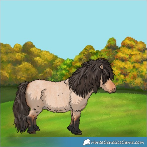 Horse Color:Bay Roan Dun 