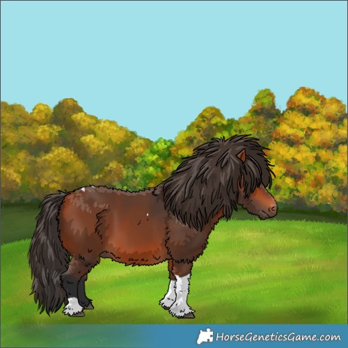 Horse Color:Bay Tobiano 