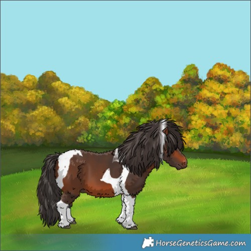 Horse Color:Bay Tobiano