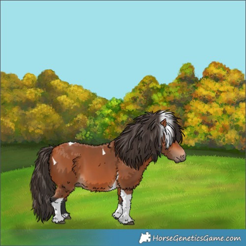 Horse Color:Bay Tobiano 