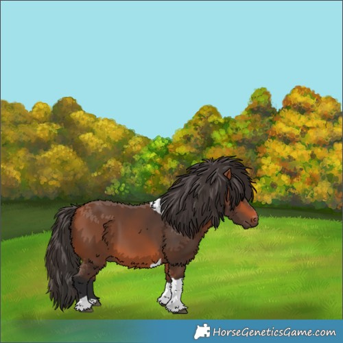 Horse Color:Bay Tobiano 