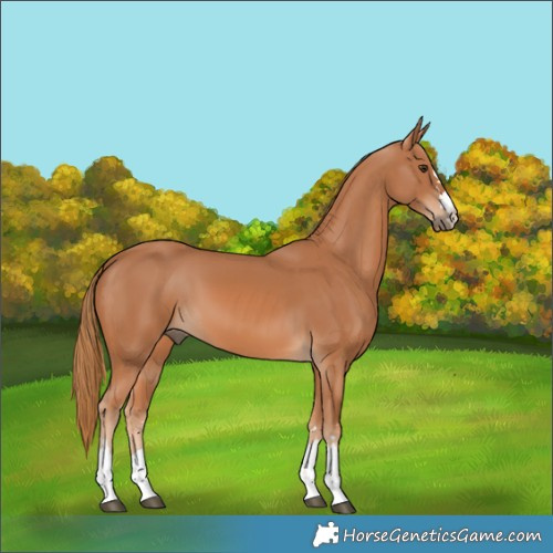 Horse Color:Chestnut 