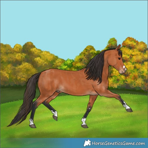 Horse Color:Bay  and Bay 