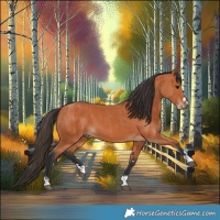 Horse Color:Bay  and Bay 