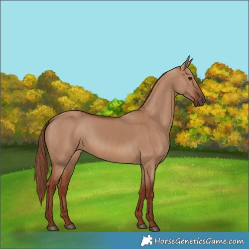 Horse Color:Red Dun 