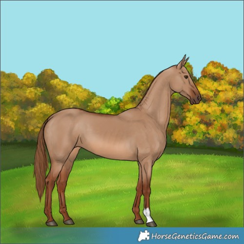 Horse Color:Red Dun 