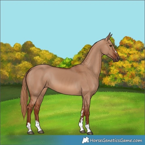 Horse Color:Red Dun