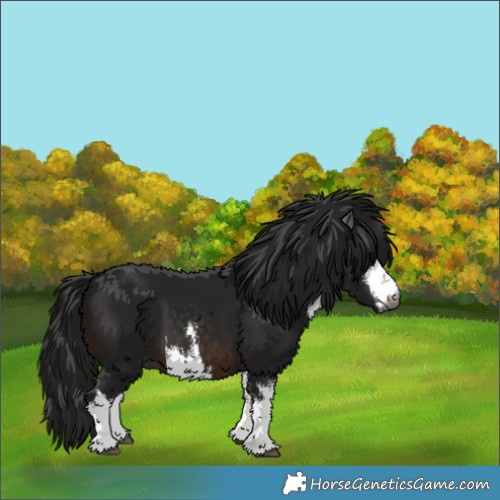 Horse Color:Gray White Spotted Brown 