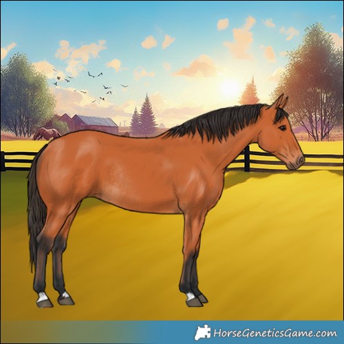 Horse Color:Bay Rabicano 