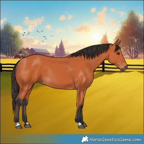 Horse Color:Bay Rabicano 