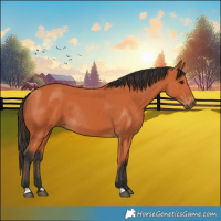 Horse Color:Bay Rabicano