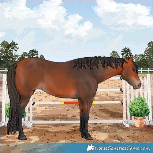 Horse Color:Bay 