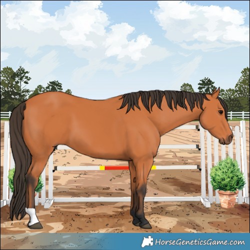 Horse Color:Bay 