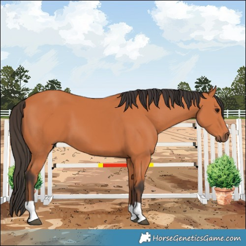 Horse Color:Bay 
