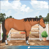 Horse Color:Bay 