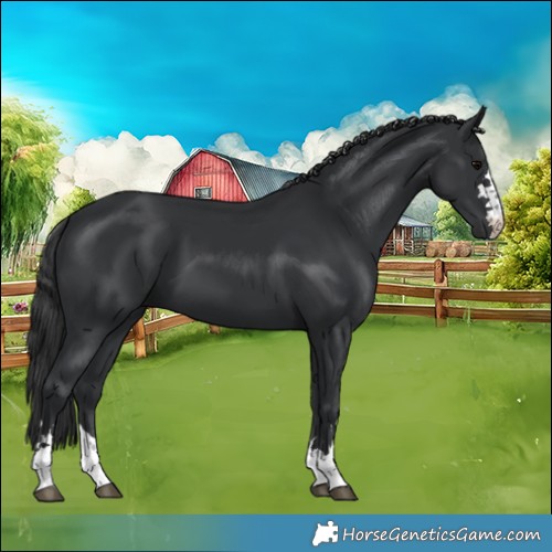 Horse Color:Black 