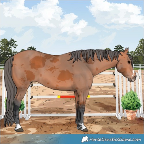 Horse Color:Bay Merle 