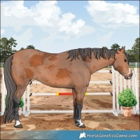 Horse Color:Bay Merle 