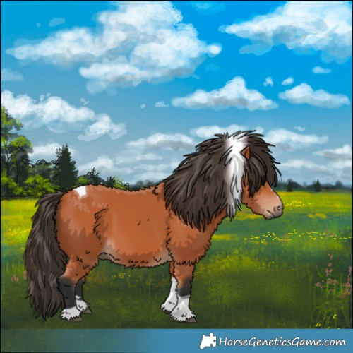 Horse Color:Bay Tobiano